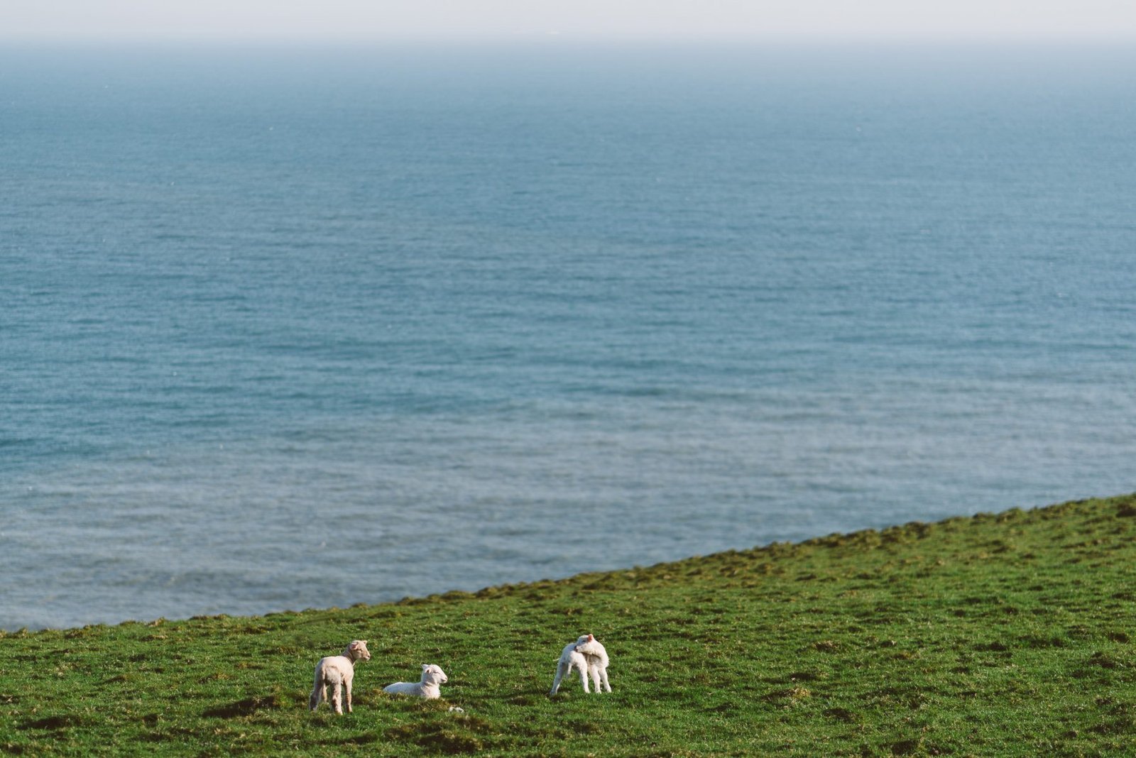 Sheep on the coast path. Photograph by Ivo Dukić.