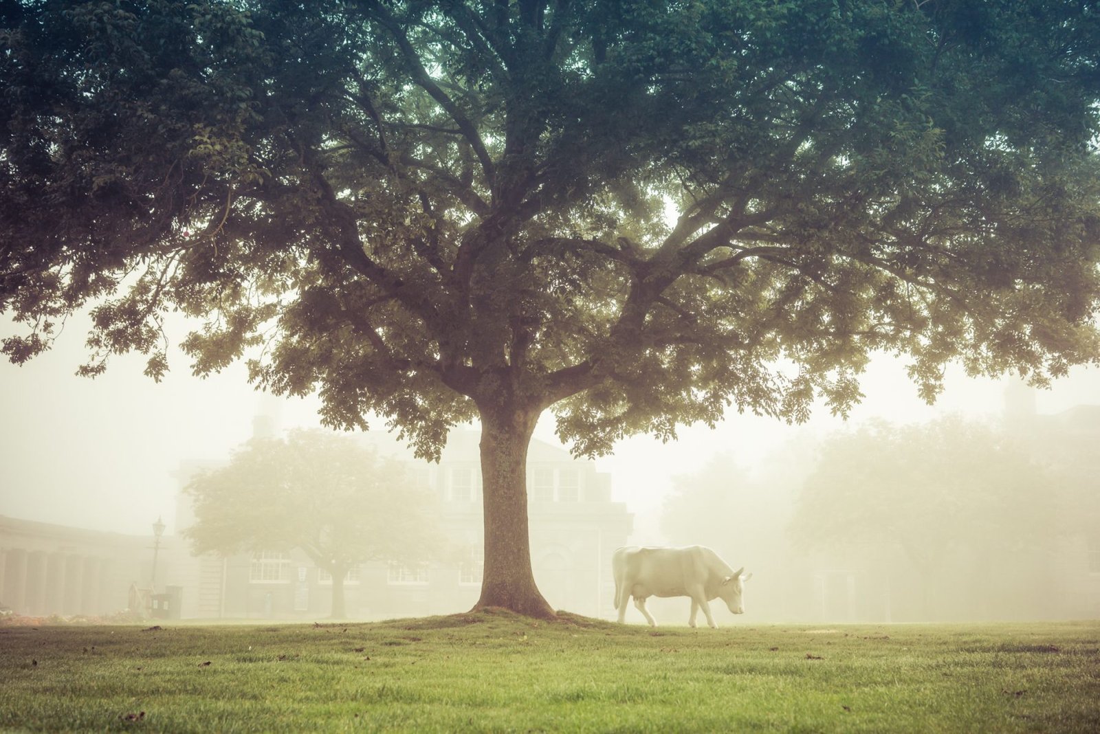 Trees and Cow, Royal William Yard, Plymouth. Plymouth, England. Photograph by Ivo Dukić.