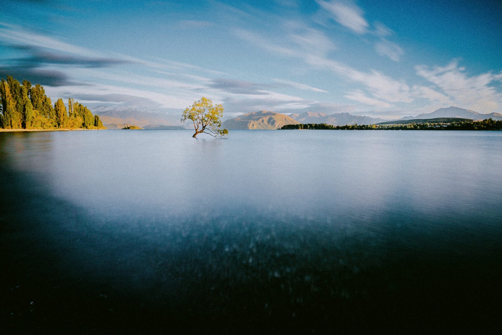 Wanaka tree, 2017, Wanaka, New Zealand. New Zealand. Photograph by Ivo Dukić.