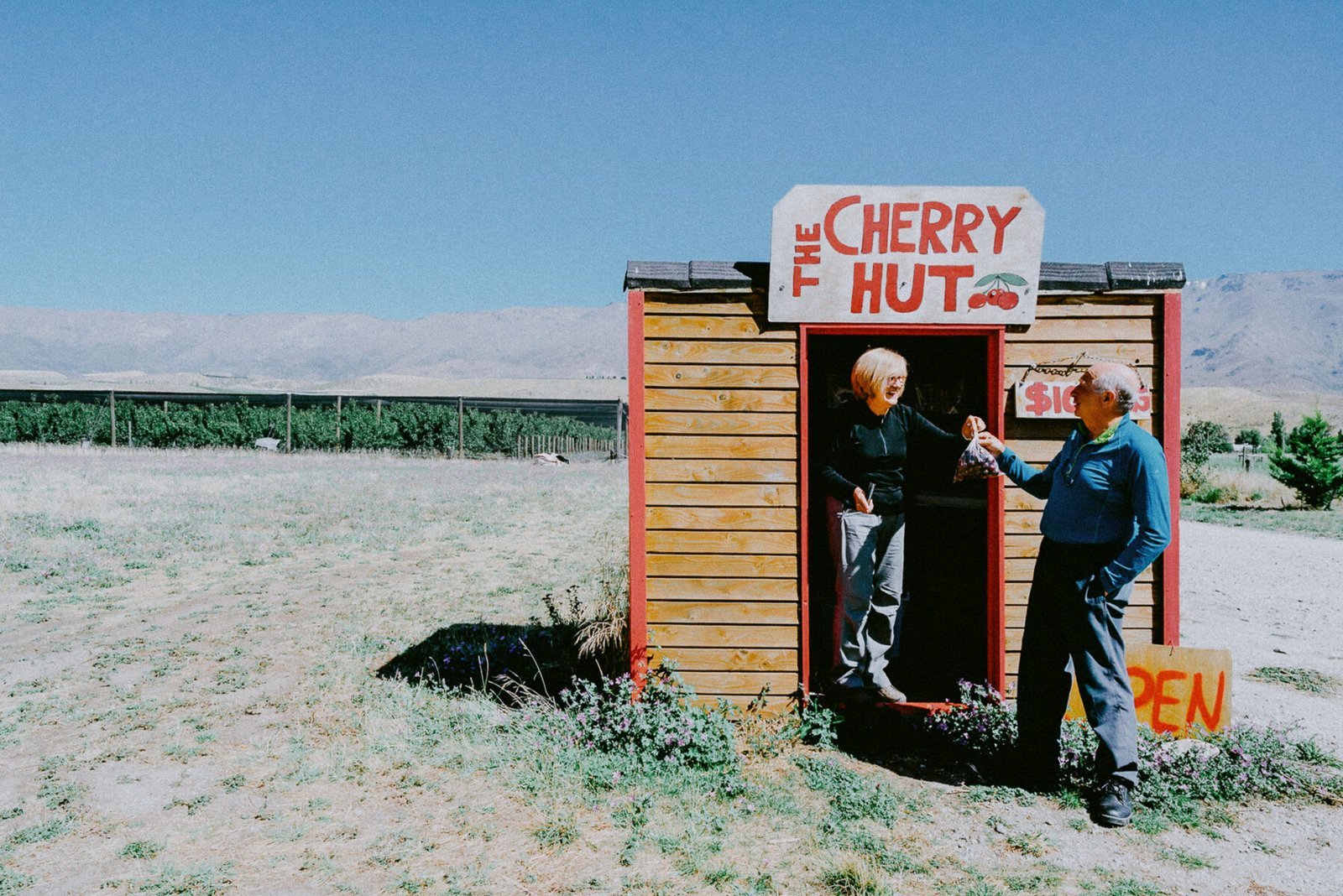 Cherry Honesty, South Island. New Zealand. Photograph by Ivo Dukić.