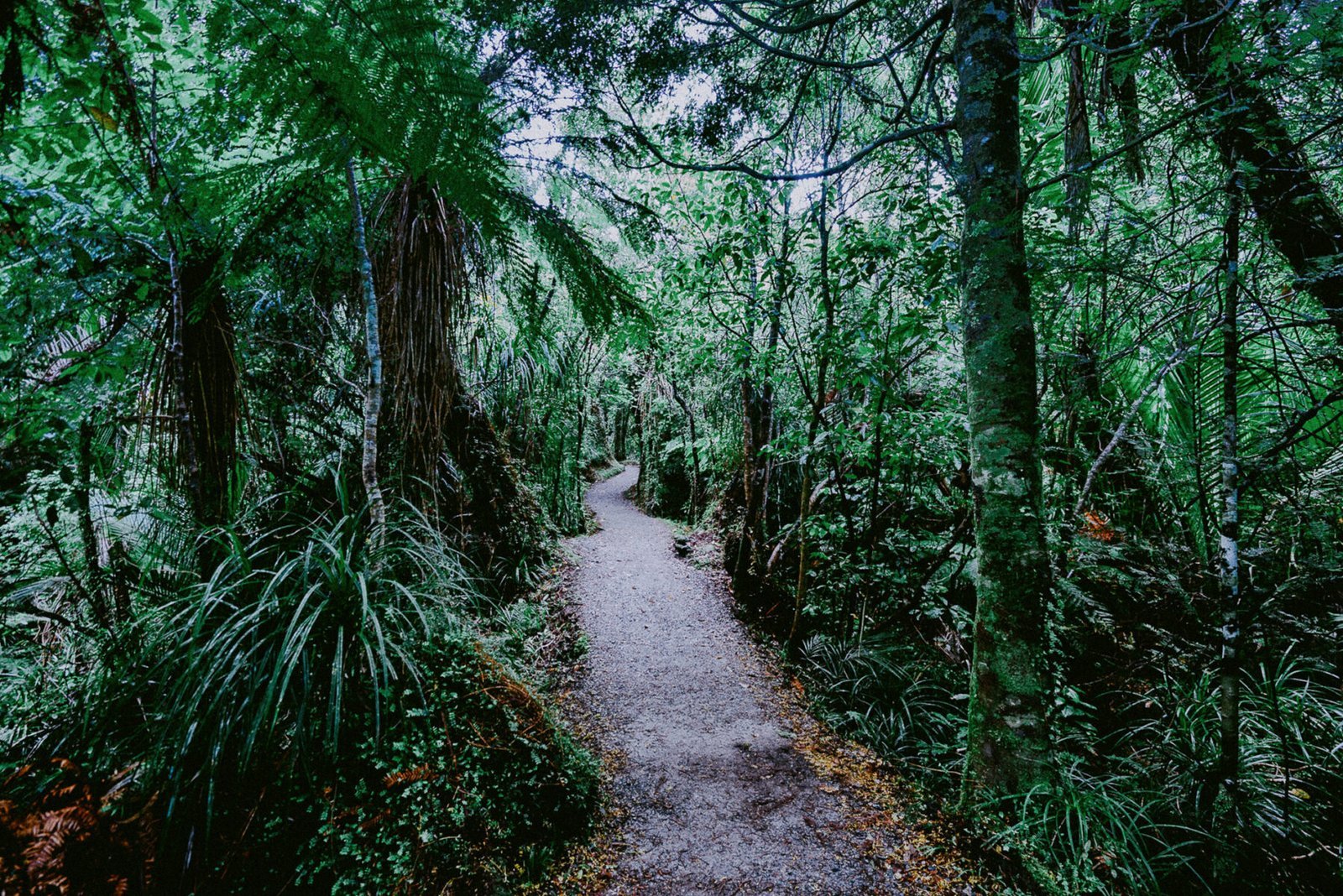 Palm walkway on the west coast. New Zealand. Photograph by Ivo Dukić.