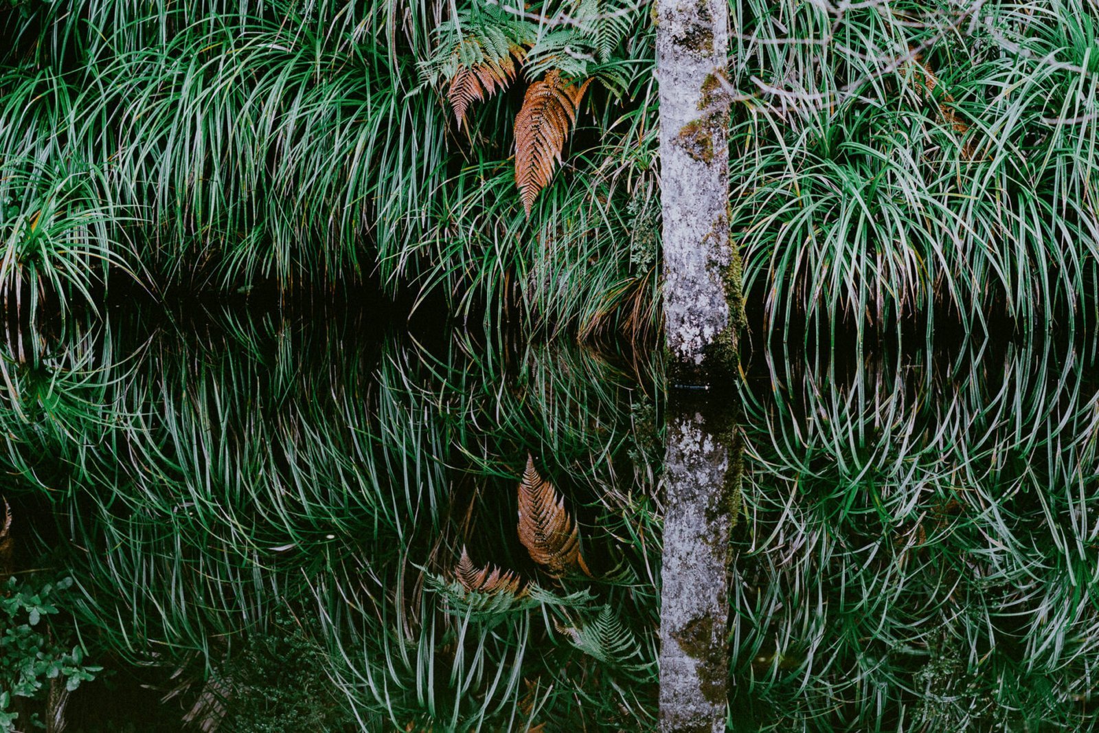 Abstract pond green reflection. New Zealand. Photograph by Ivo Dukić.